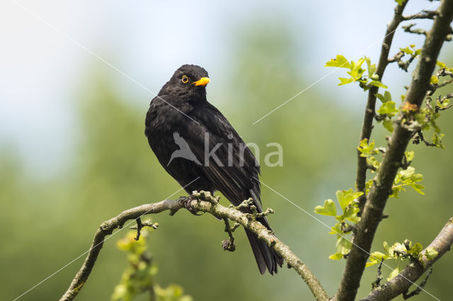 Merel (Turdus merula)