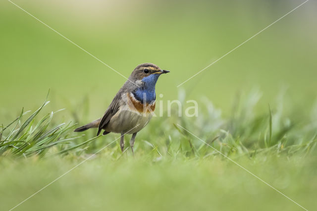 Blauwborst (Luscinia svecica)