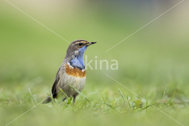 Blauwborst (Luscinia svecica)