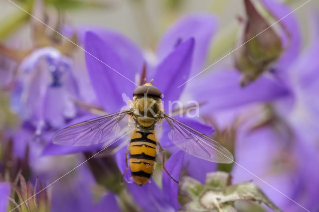 Marmelade Fly (Episyrphus balteatus)