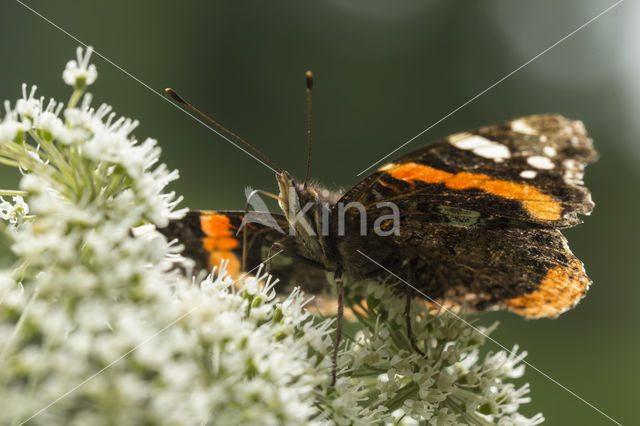 Red Admiral (Vanessa atalanta)