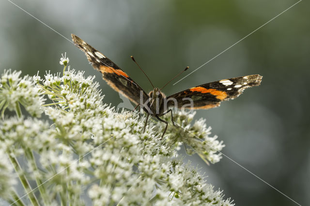 Red Admiral (Vanessa atalanta)