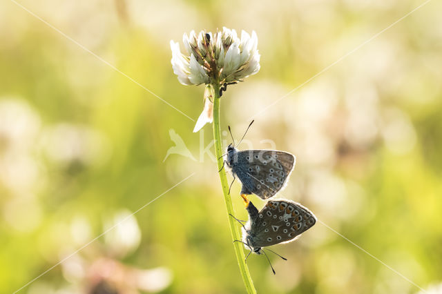 Icarusblauwtje (Polyommatus icarus)