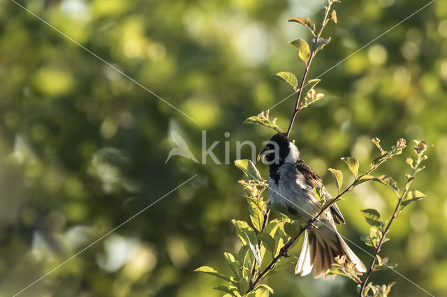 Reed Bunting (Emberiza schoeniclus)