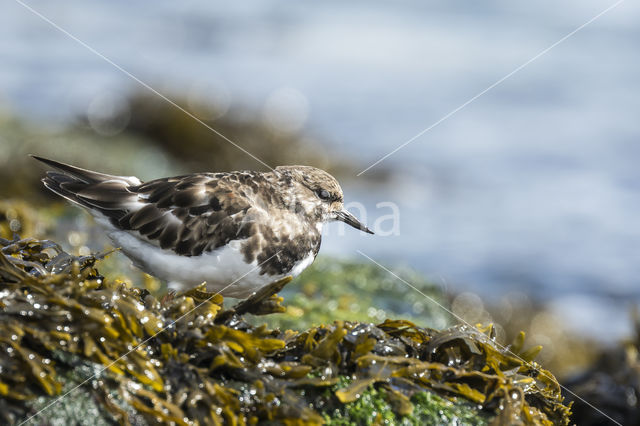 Ruddy Turnstone (Arenaria interpres)