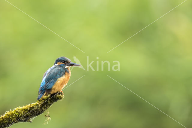 Kingfisher (Alcedo atthis)