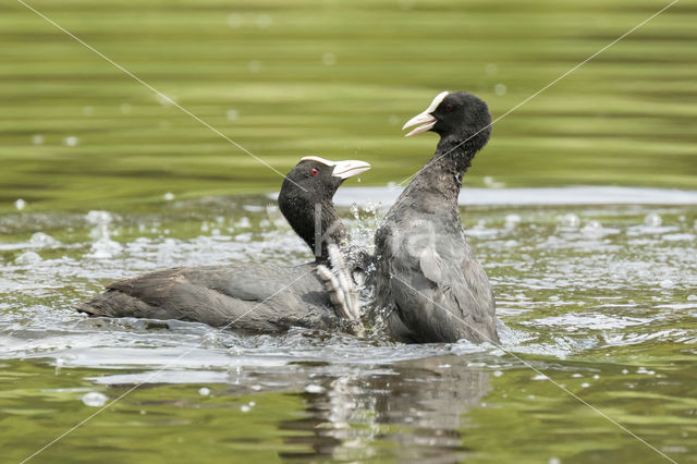 Common Coot (Fulica atra)