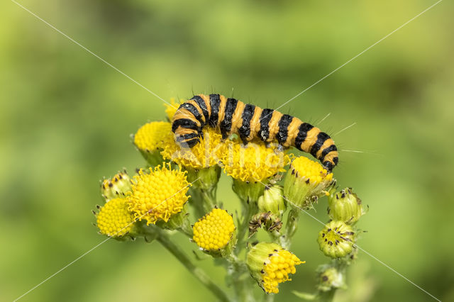 Jacobskruiskruid (Jacobaea vulgaris)