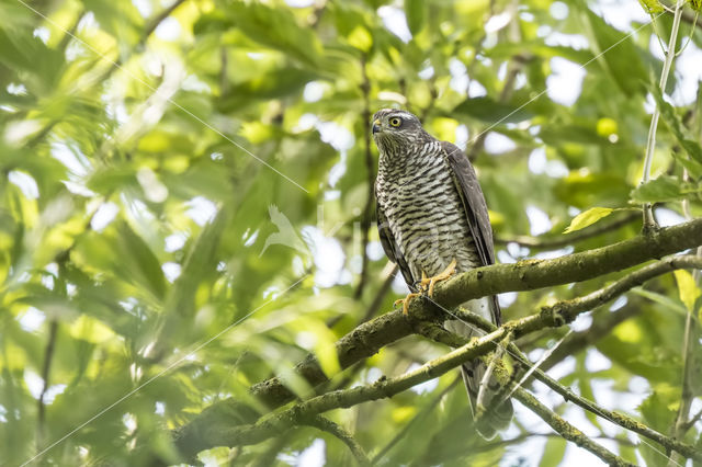 Havik (Accipiter gentilis)