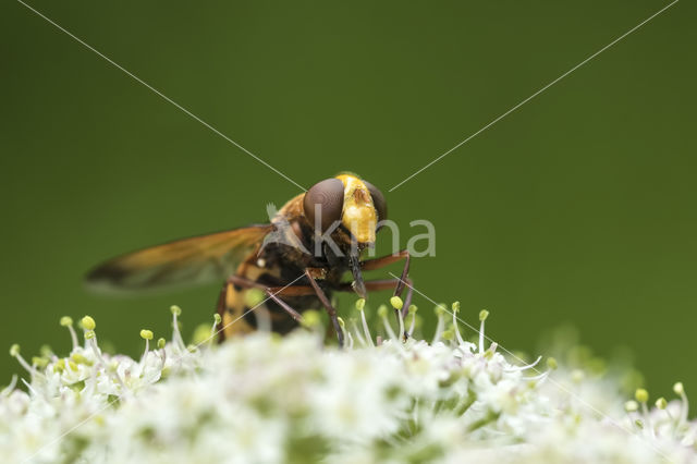 giant hoverfly (Volucella zonaria)