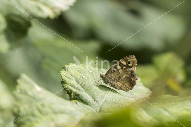 Speckled Wood (Pararge aegeria)