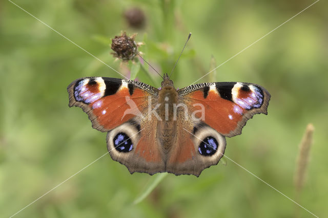 Peacock (Inachis io)