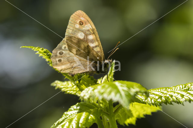 Speckled Wood (Pararge aegeria)