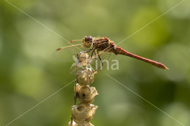 Steenrode heidelibel (Sympetrum vulgatum)