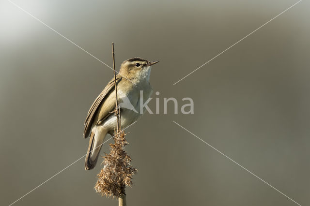 Sedge Warbler (Acrocephalus schoenobaenus)