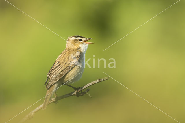 Sedge Warbler (Acrocephalus schoenobaenus)