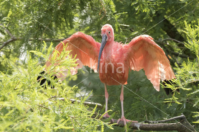 Rode Ibis (Eudocimus ruber)