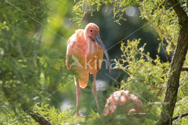 Rode Ibis (Eudocimus ruber)