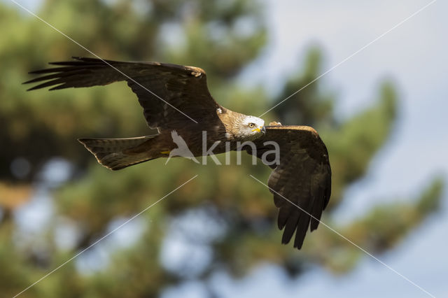 Zwarte Wouw (Milvus migrans)