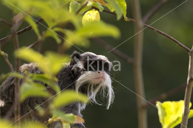 Emperor Tamarin (Saguinus imperator)