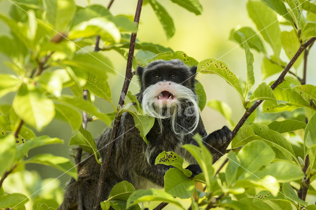 Keizer tamarin (Saguinus imperator)