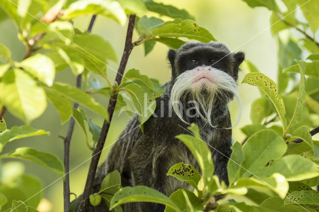 Keizer tamarin (Saguinus imperator)