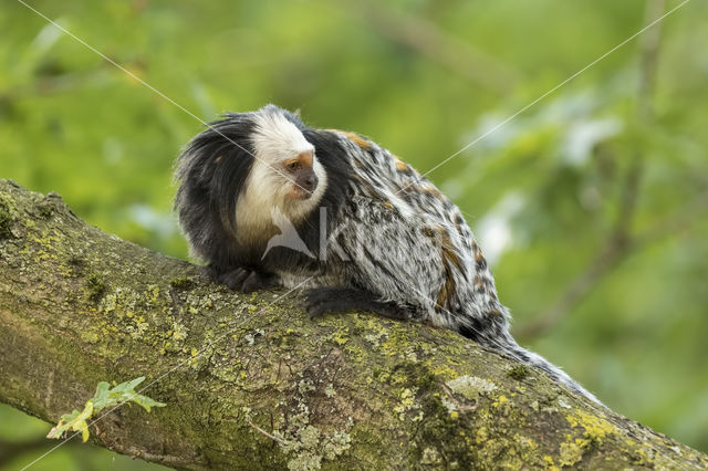 Witgezichtoestiti (Callithrix geoffroyi)