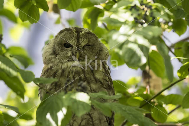 Bosuil (Strix aluco)