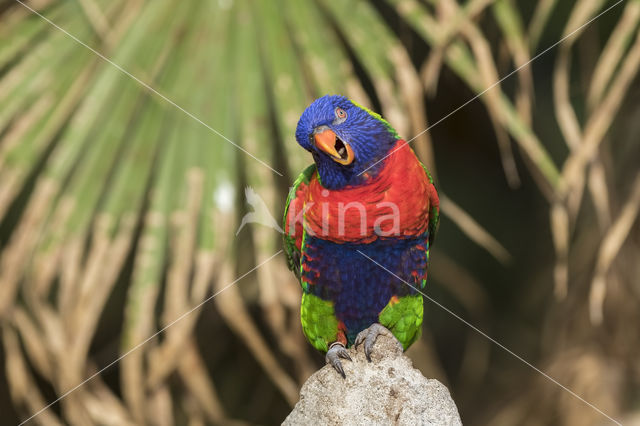 Rainbow lorikeet (Trichoglossus haematodus)