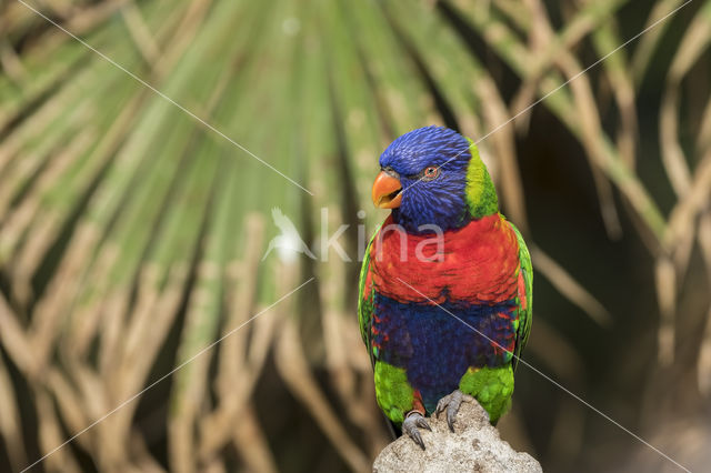 Rainbow lorikeet (Trichoglossus haematodus)