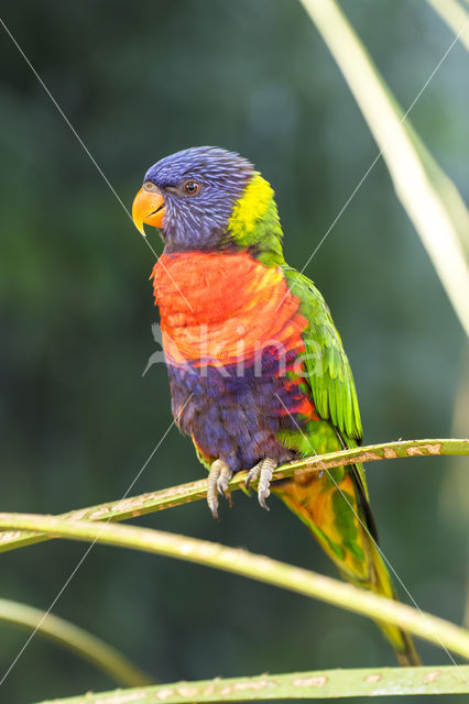 Rainbow lorikeet (Trichoglossus haematodus)