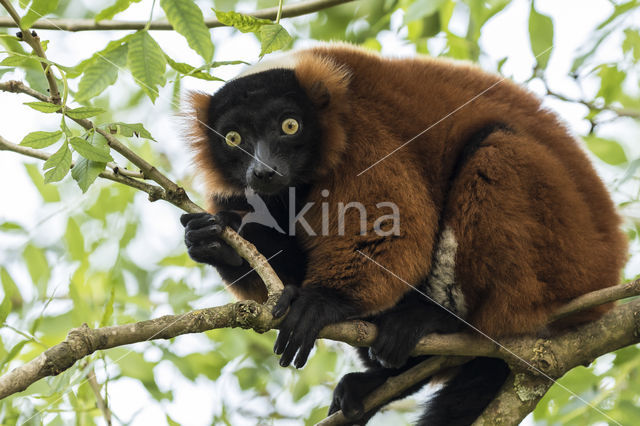 rode vari (Varecia variegata rubra)