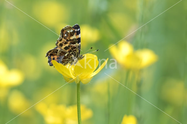 Map Butterfly (Araschnia levana)