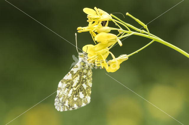 Oranjetipje (Anthocharis cardamines)