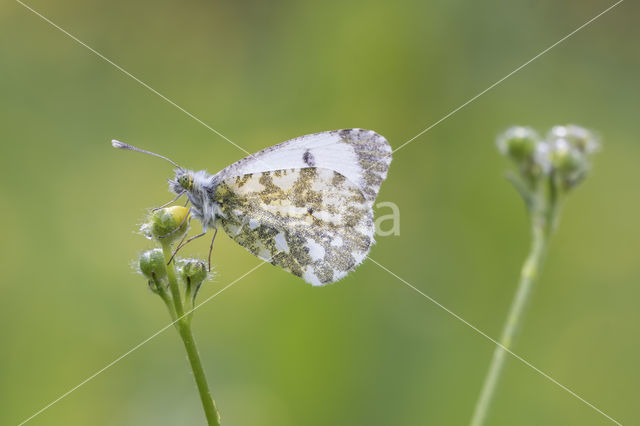 Oranjetipje (Anthocharis cardamines)