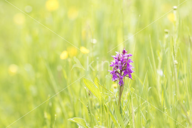 Common Spotted Orchid (Dactylorhiza fuchsii)