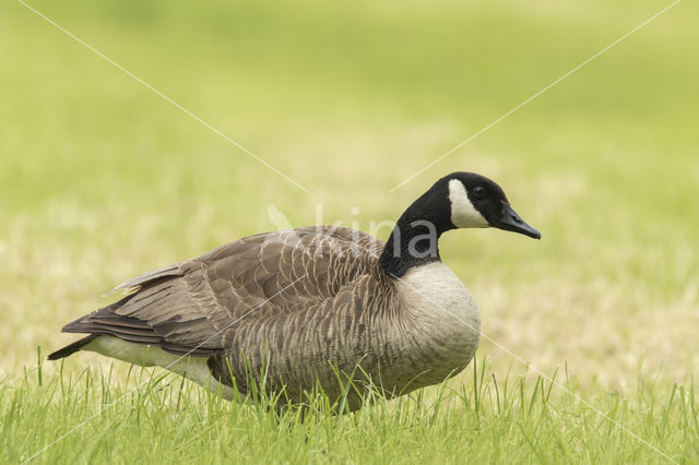 Canada Goose (Branta canadensis)