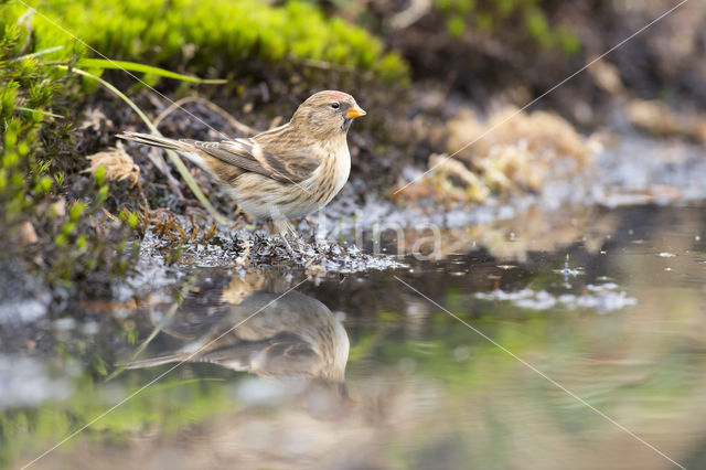 Lesser Redpoll (Carduelis flammea cabaret)