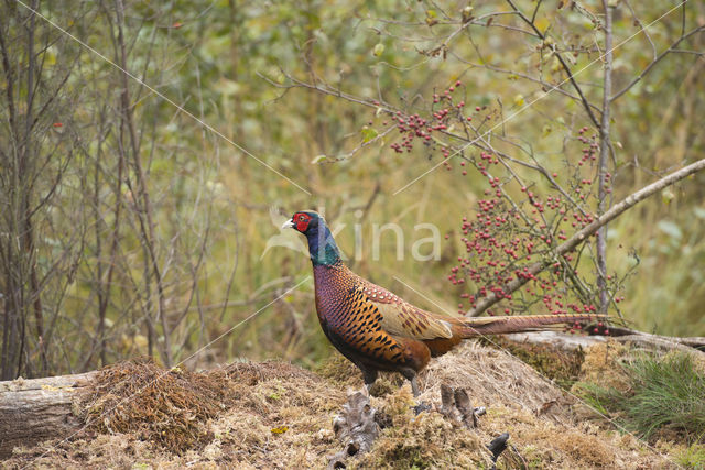 Ring-necked Pheasant (Phasianus colchicus)