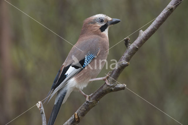 Vlaamse Gaai (Garrulus glandarius)