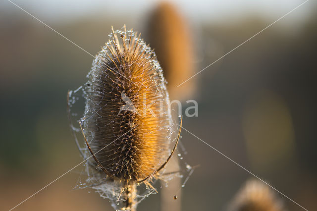 Grote kaardebol (Dipsacus fullonum)