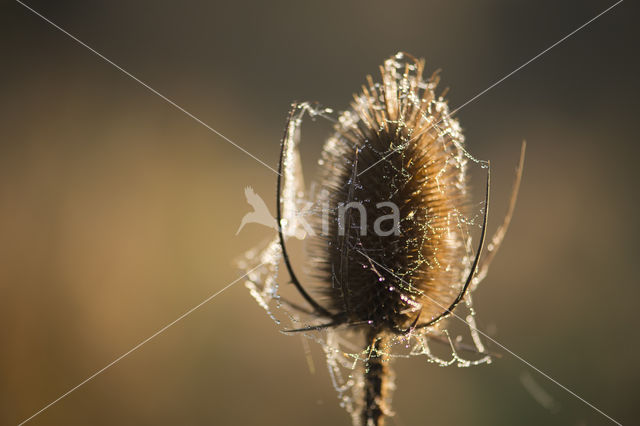 Grote kaardebol (Dipsacus fullonum)