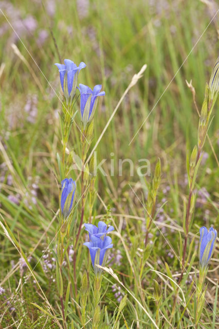 Klokjesgentiaan (Gentiana pneumonanthe)