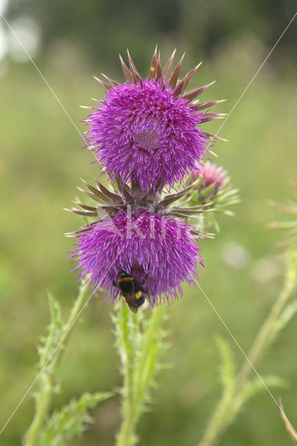 Knikkende distel (Carduus nutans)