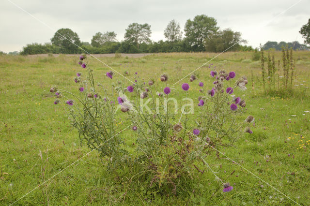 Knikkende distel (Carduus nutans)