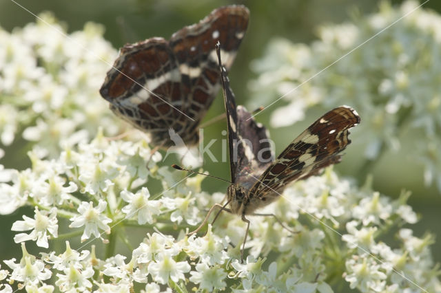 Landkaartje (Araschnia levana)