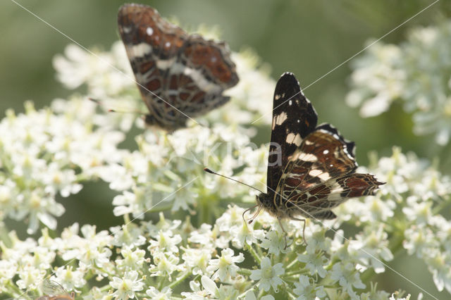 Landkaartje (Araschnia levana)