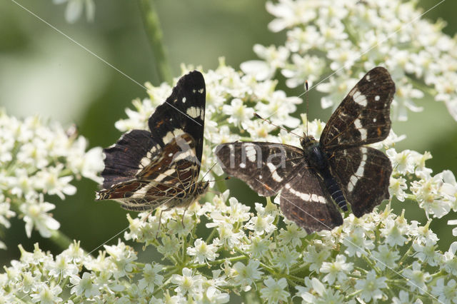 Map Butterfly (Araschnia levana)