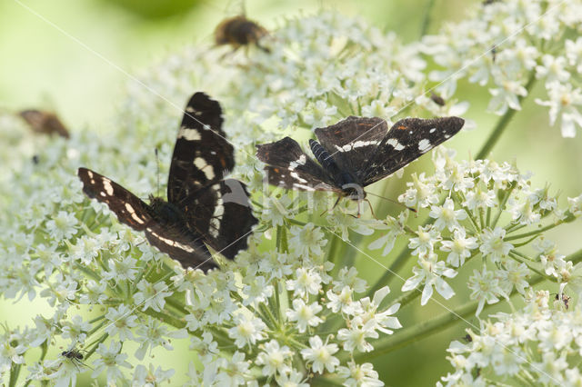 Landkaartje (Araschnia levana)