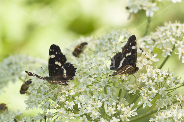 Landkaartje (Araschnia levana)